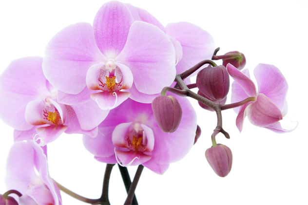 orchid workshop