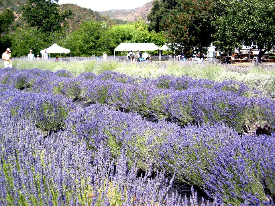 Cache Creek Lavender Farm’s Annual Free Festival